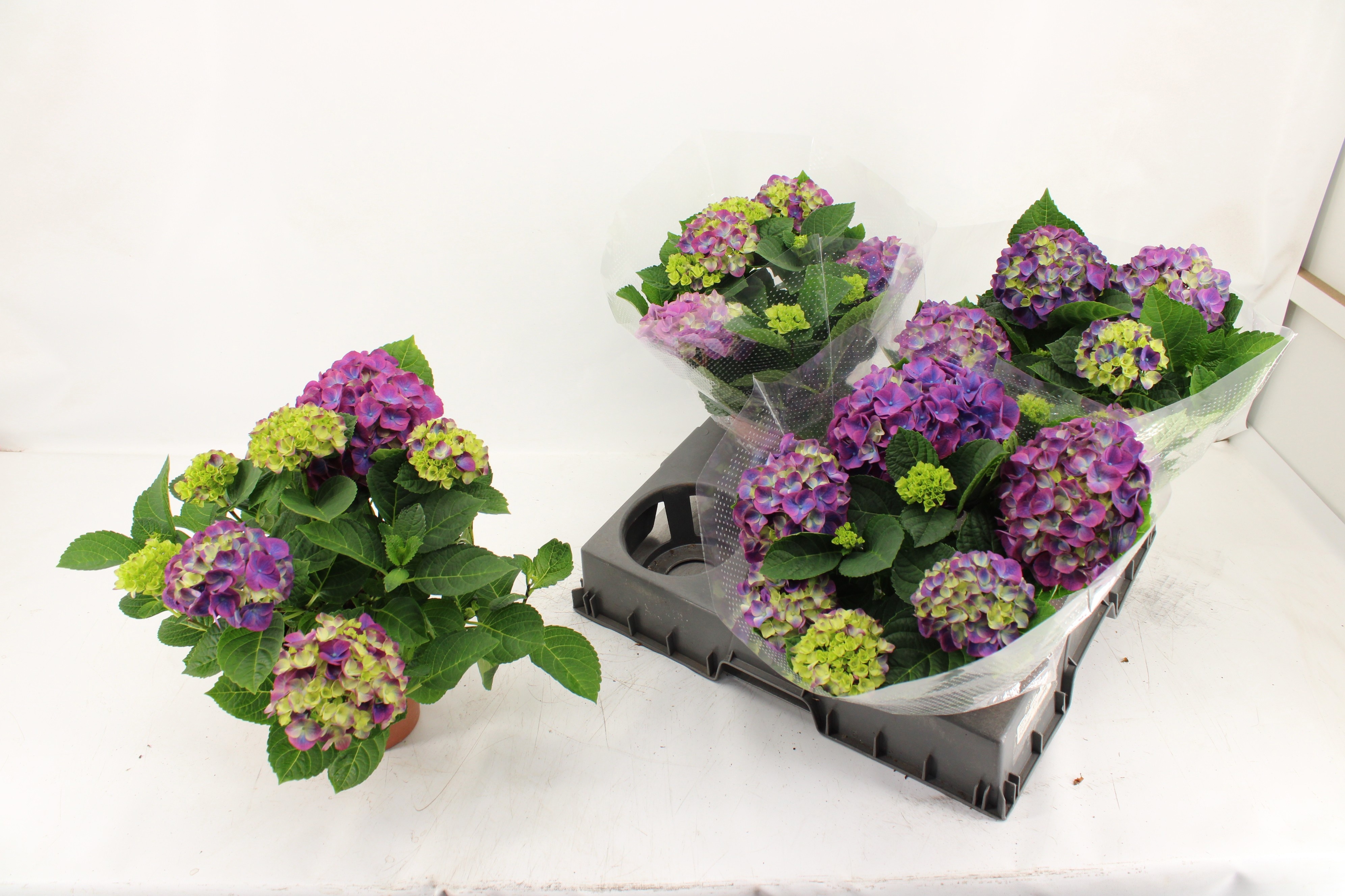 Горшечные цветы и растения оптом Hydr M Ningbo от 4шт из Голландии с доставкой по России