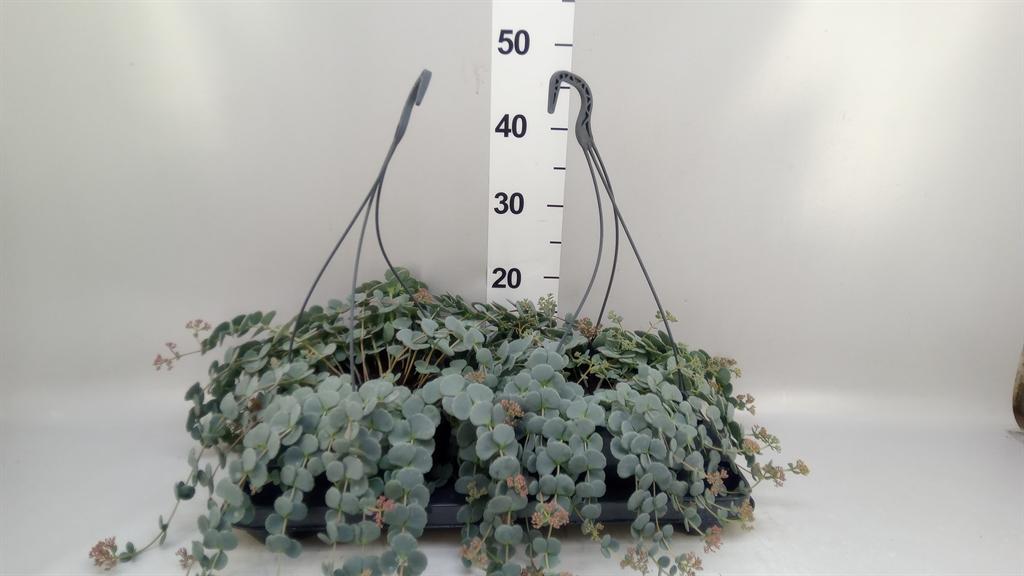 Горшечные цветы и растения оптом Sedum Sieboldii от 2шт из Голландии с доставкой по России