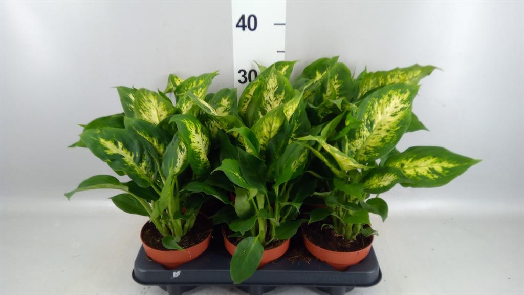 Горшечные цветы и растения оптом Dieffenbachia compacta A от 6шт из Голландии с доставкой по России