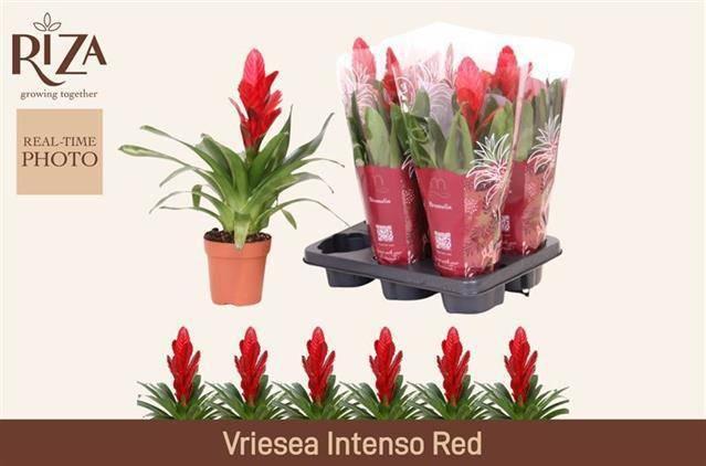 Горшечные цветы и растения оптом Vries Intenso Red от 6шт из Голландии с доставкой по России