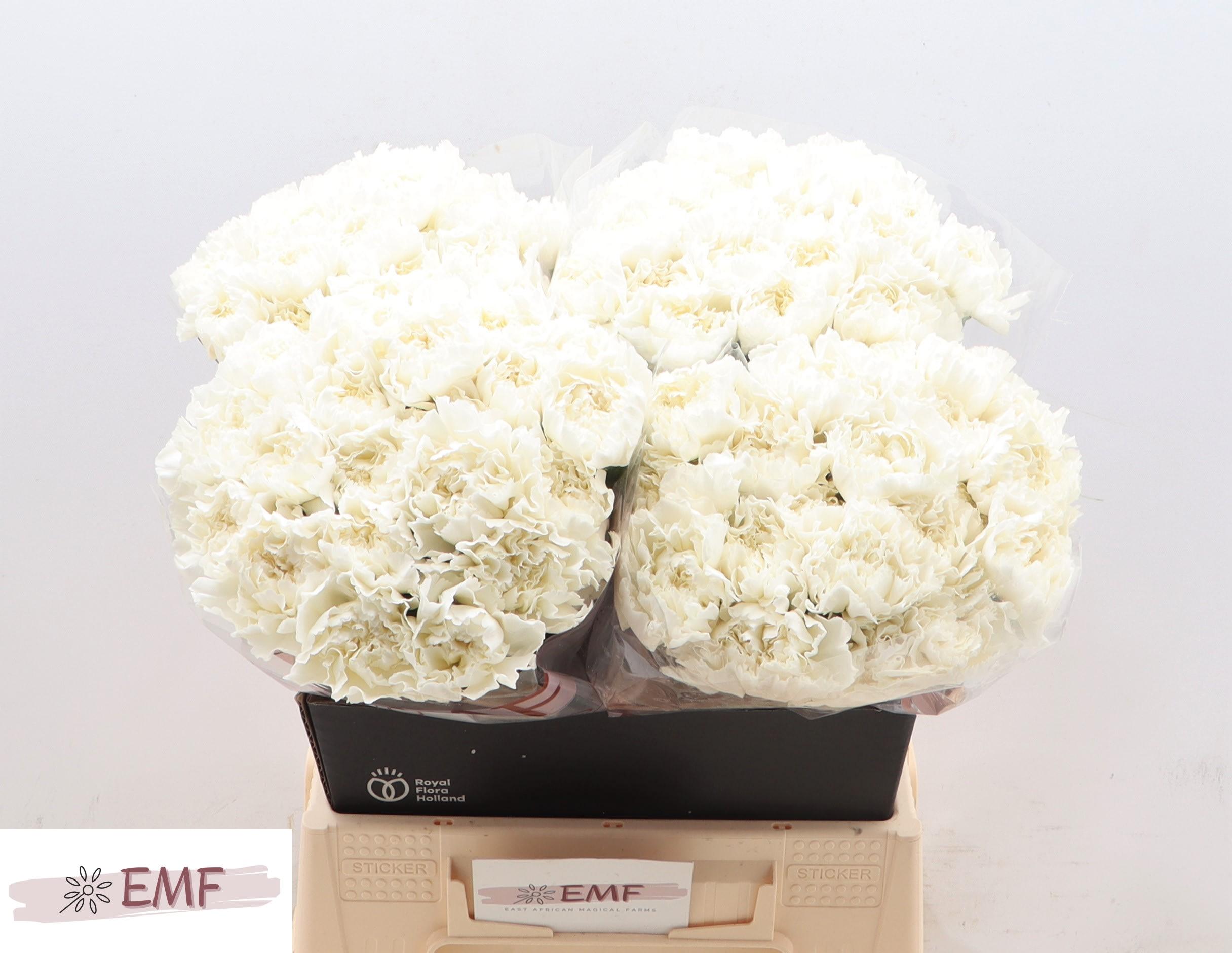 Срезанные цветы оптом Dianthus st mont blanc от 80шт из Голландии с доставкой по России