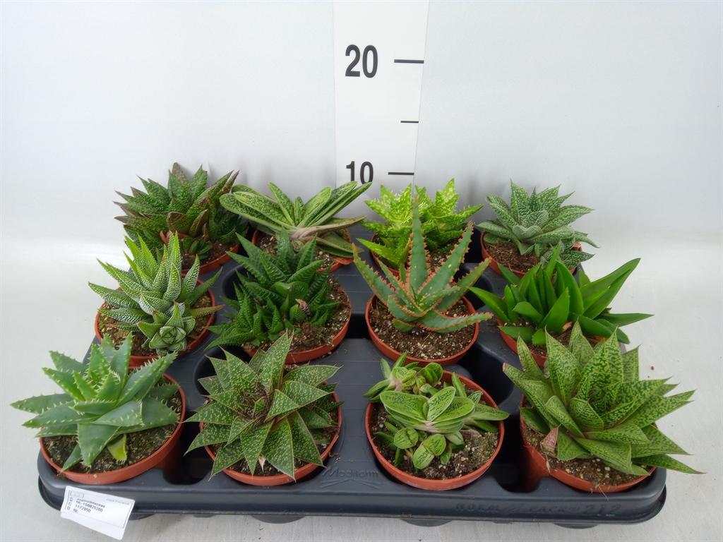 Горшечные цветы и растения оптом Aloe   ...mix от 12шт (для телеги) из Голландии с доставкой по России