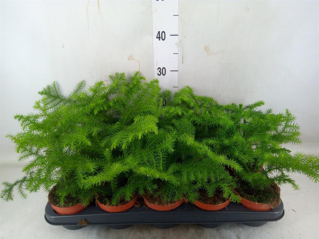 Горшечные цветы и растения оптом Araucaria Heterophylla от 15шт из Голландии с доставкой по России