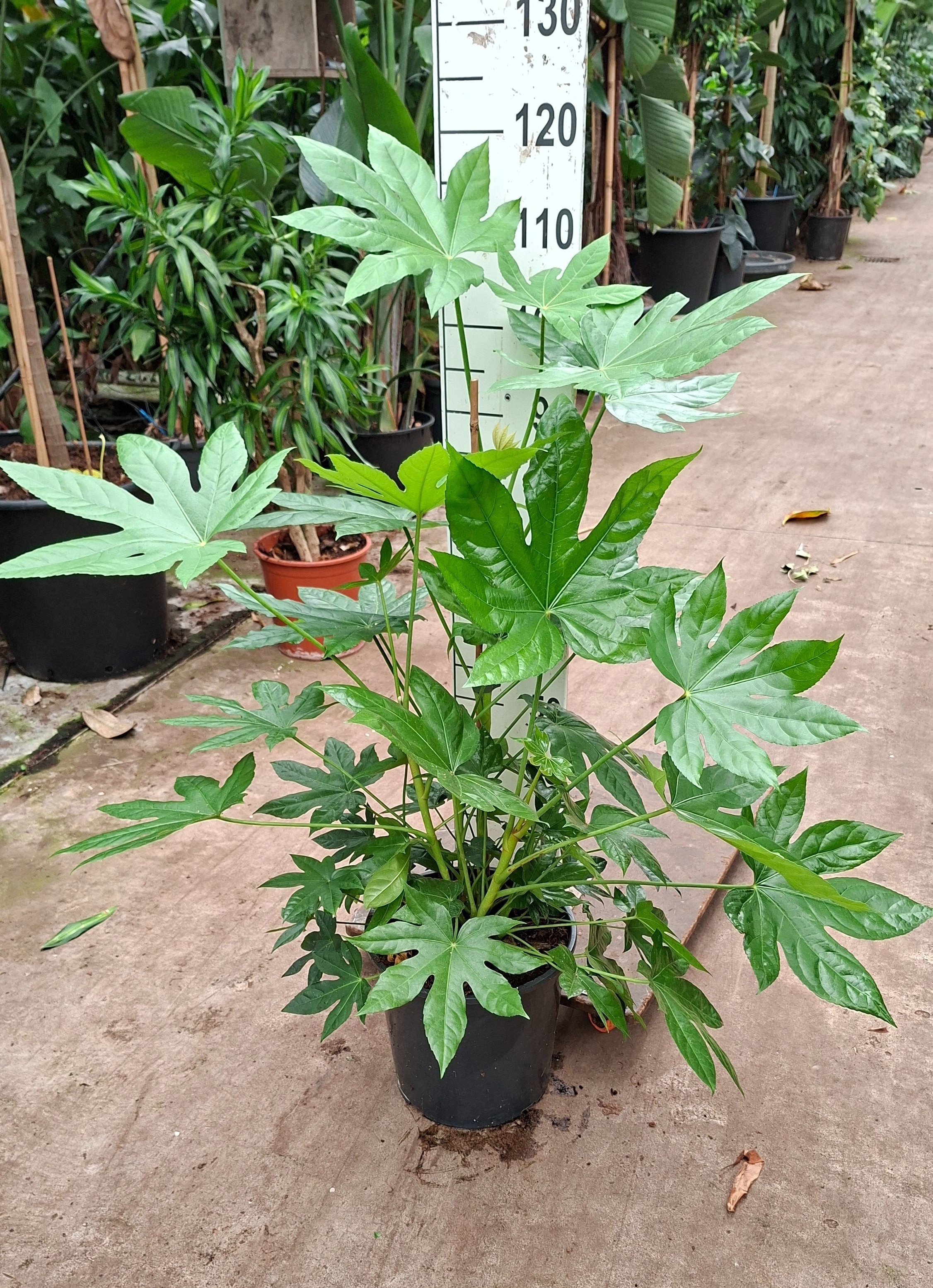 Горшечные цветы и растения оптом Fatsia Japonica от 1шт из Голландии с доставкой по России