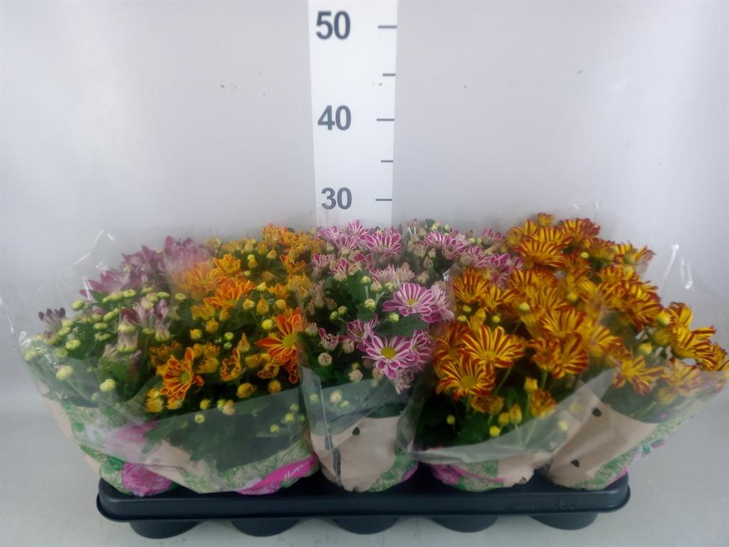 Горшечные цветы и растения оптом Chrysanthemum ..gr Mix от 10шт из Голландии с доставкой по России