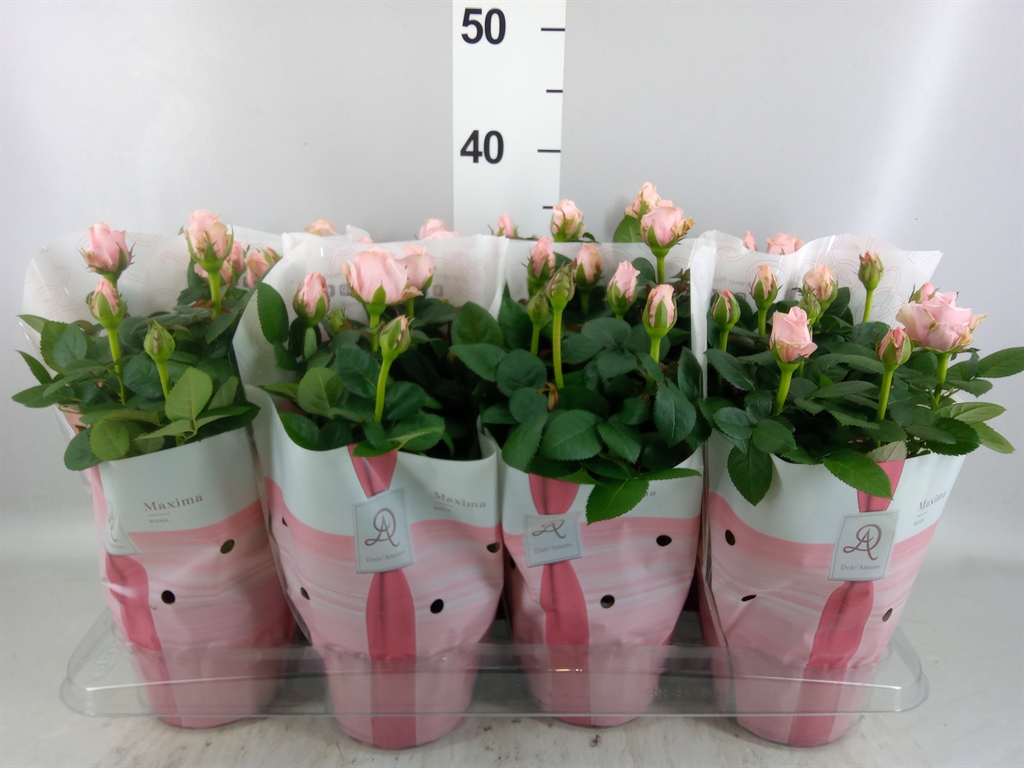 Горшечные цветы и растения оптом Rosa amorosa Infinity Soft Pink от 8шт из Голландии с доставкой по России