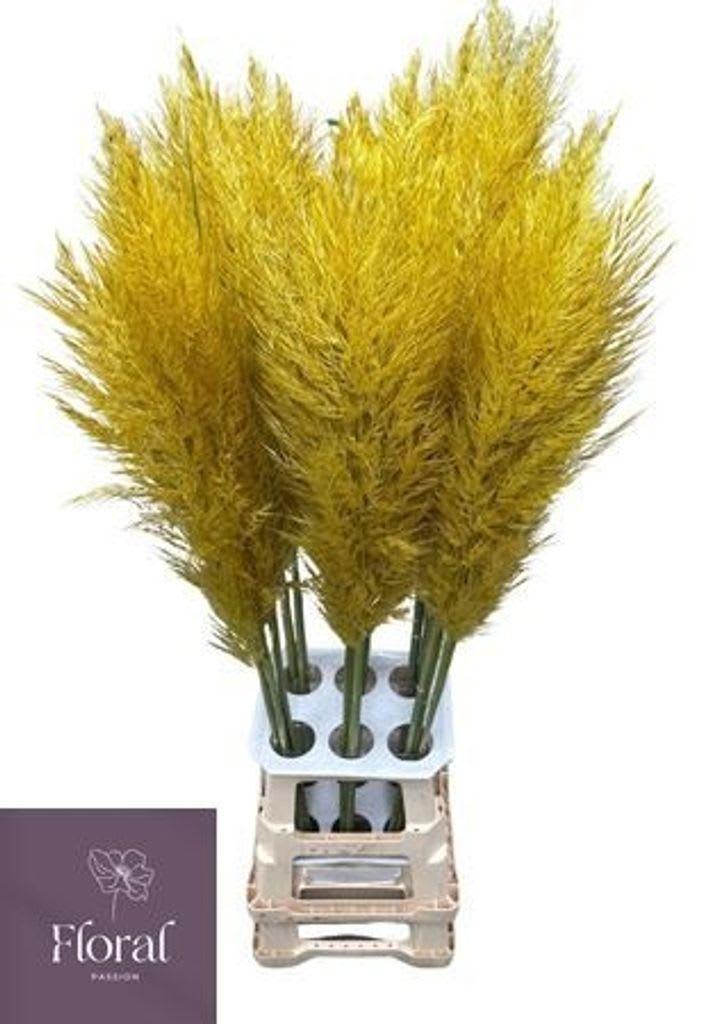 Срезанные цветы оптом Cortaderia paint yellow от 30шт из Голландии с доставкой по России