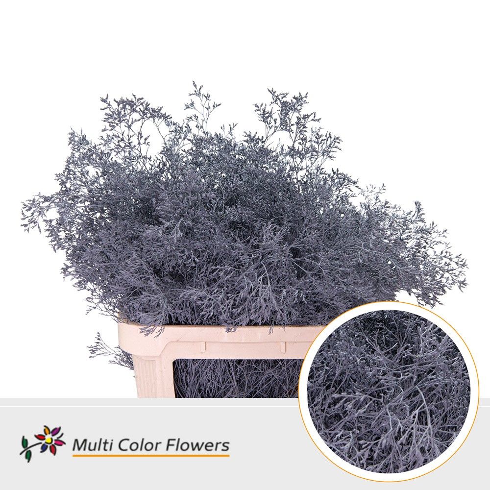 Срезанные цветы оптом Limonium paint grey от 25шт из Голландии с доставкой по России