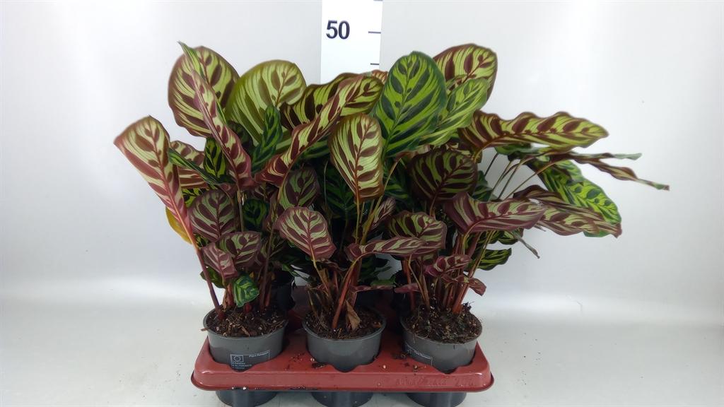 Горшечные цветы и растения оптом Calathea Makoyana A от 6шт из Голландии с доставкой по России