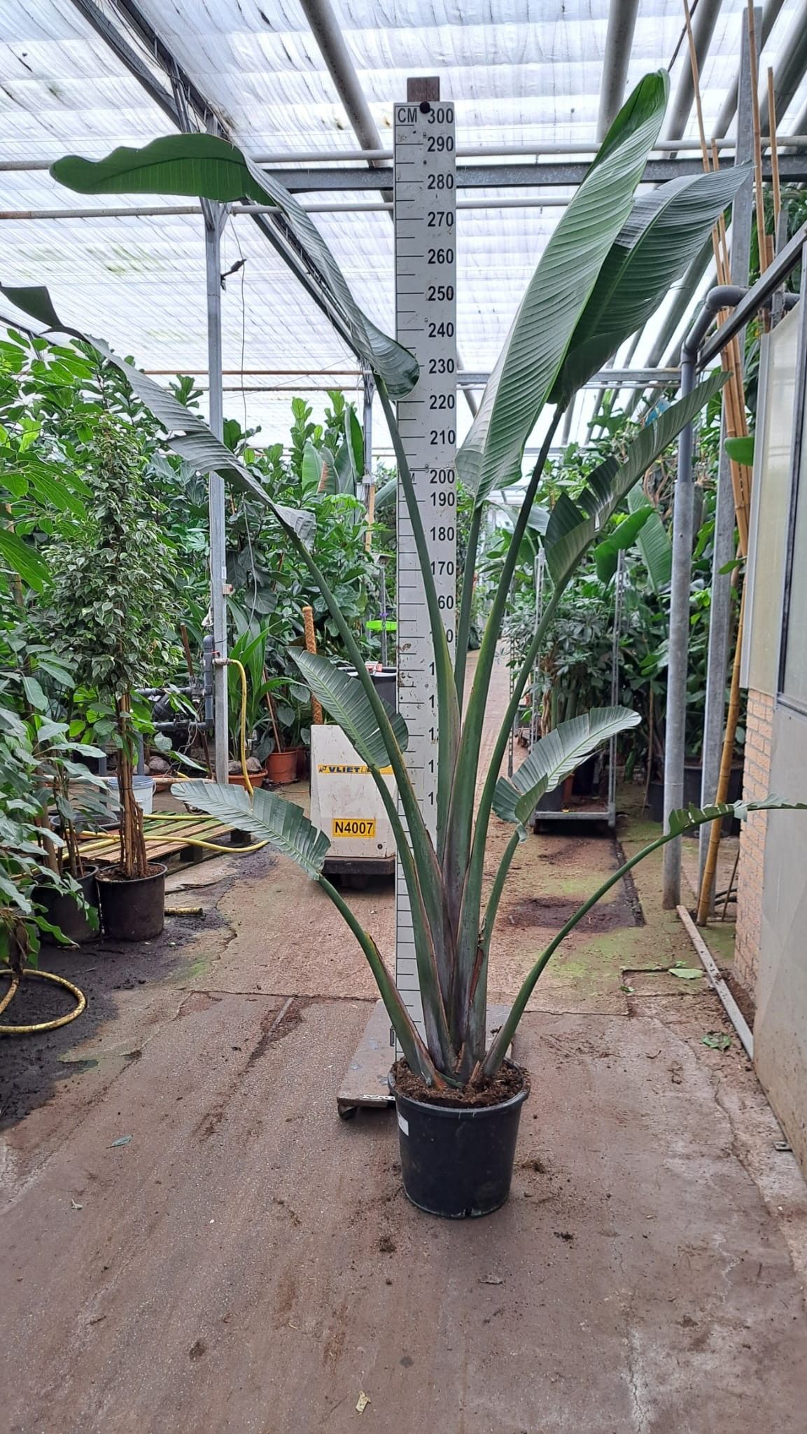 Горшечные цветы и растения оптом Strelitzia Nicolaii от 1шт из Голландии с доставкой по России