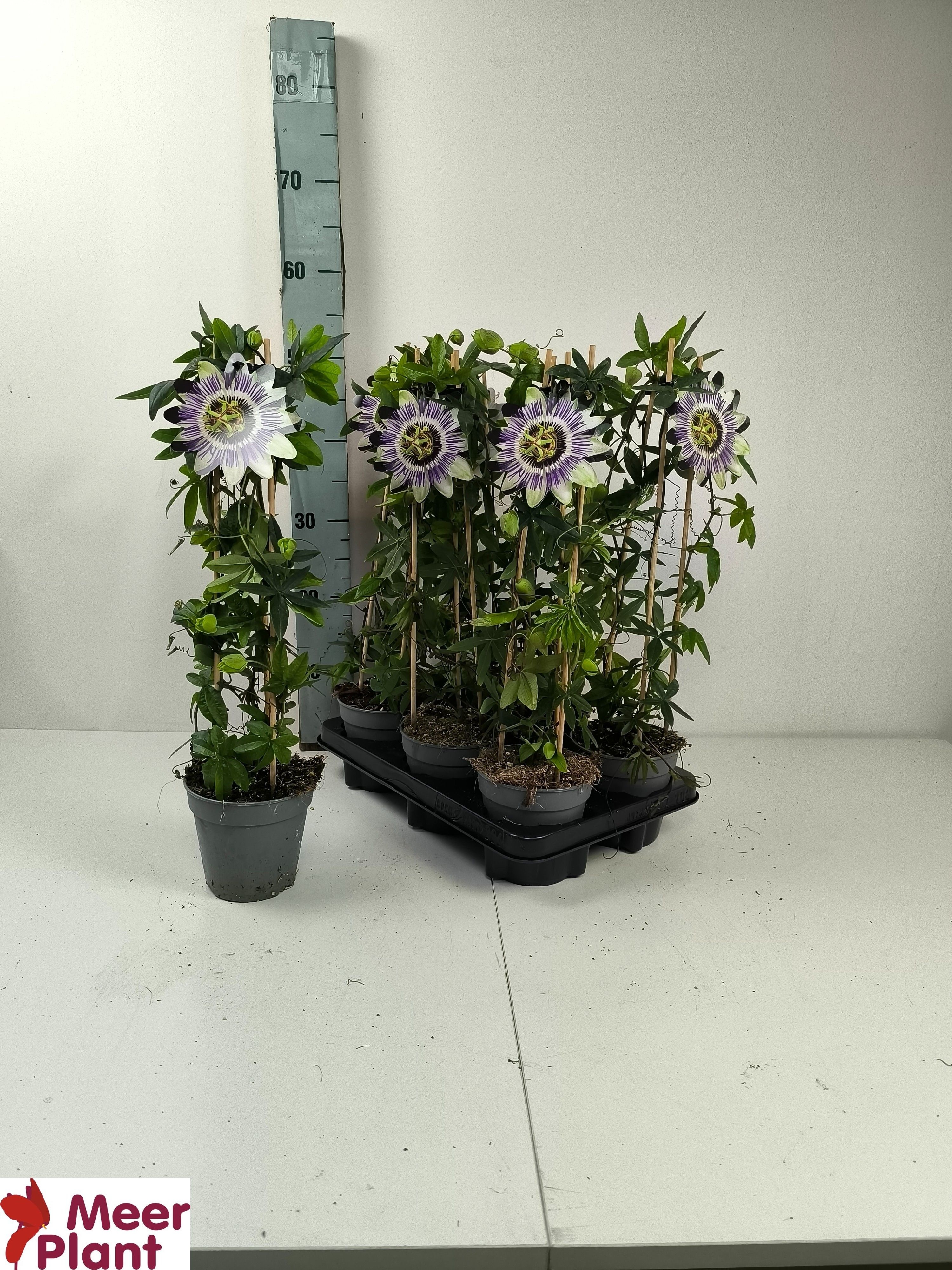 Горшечные цветы и растения оптом Pass Caerulea от 6шт из Голландии с доставкой по России