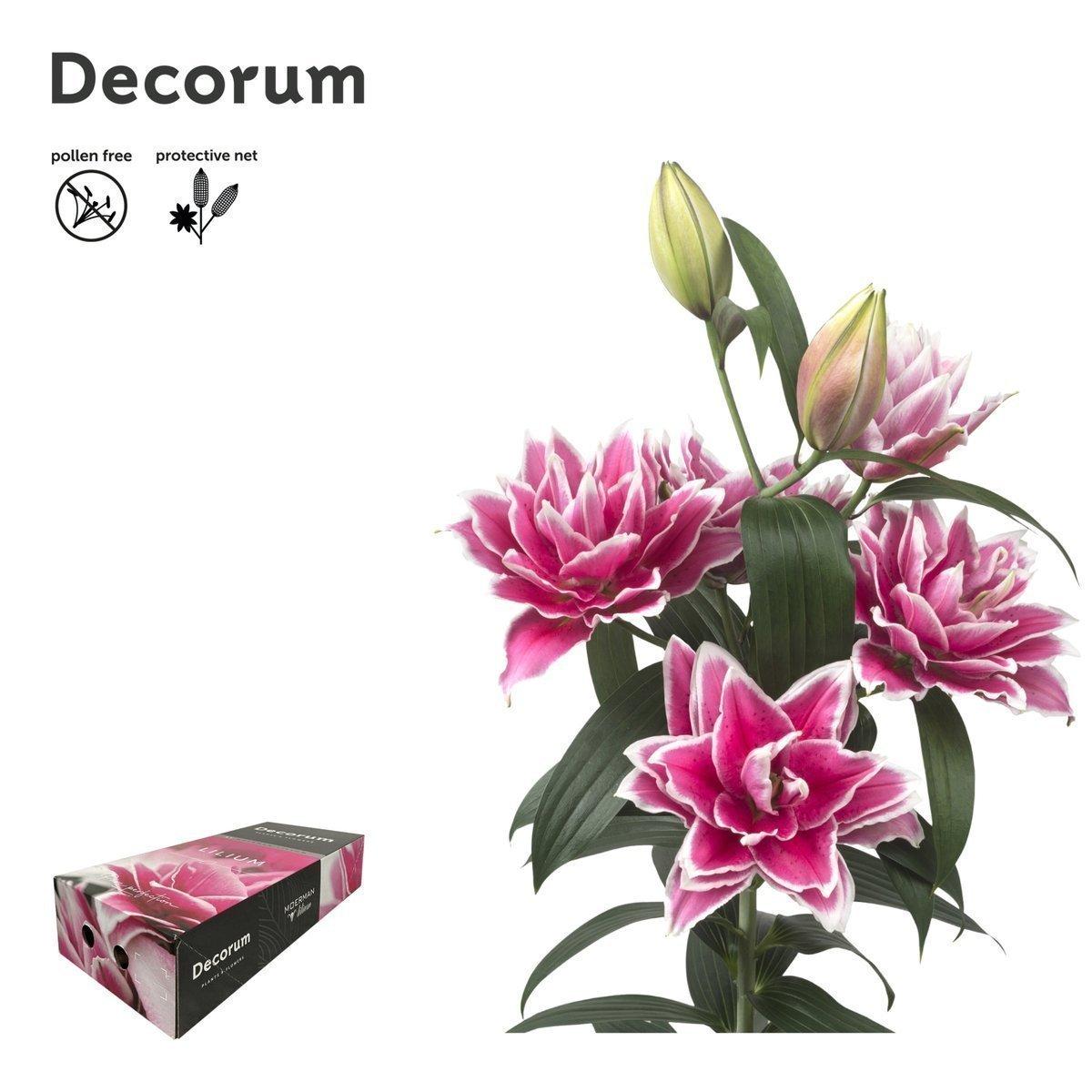 Срезанные цветы оптом Lilium or dbl roselily samantha A от 30шт из Голландии с доставкой по России