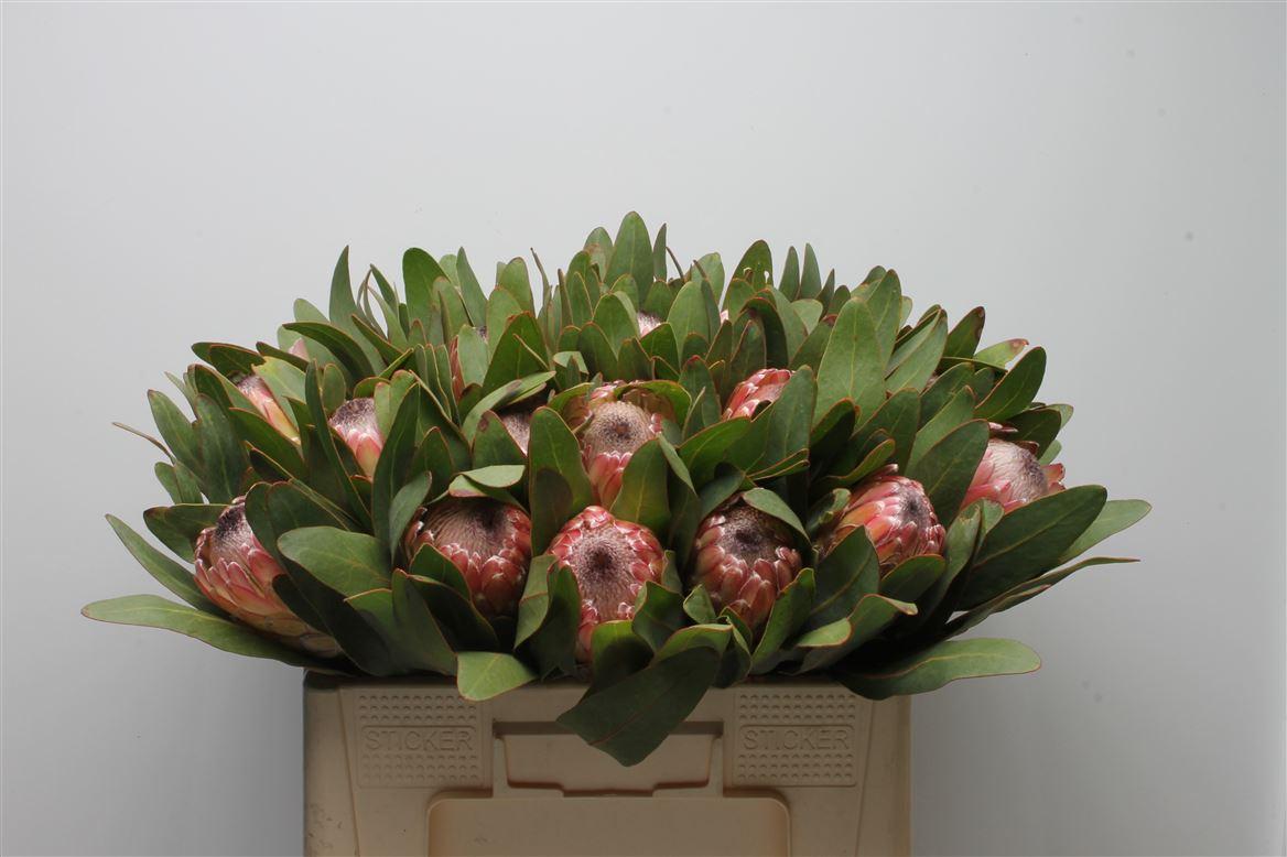 Срезанные цветы оптом Protea susara от 10шт из Голландии с доставкой по России