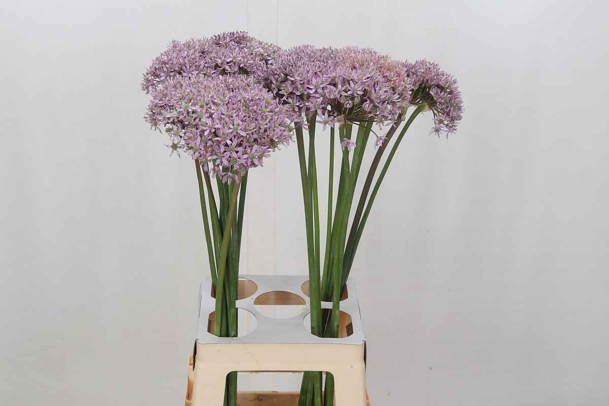 Срезанные цветы оптом Allium pink jewel от 20шт из Голландии с доставкой по России