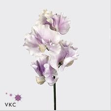 Срезанные цветы оптом Lathyrus wedding lavender от 100шт из Голландии с доставкой по России