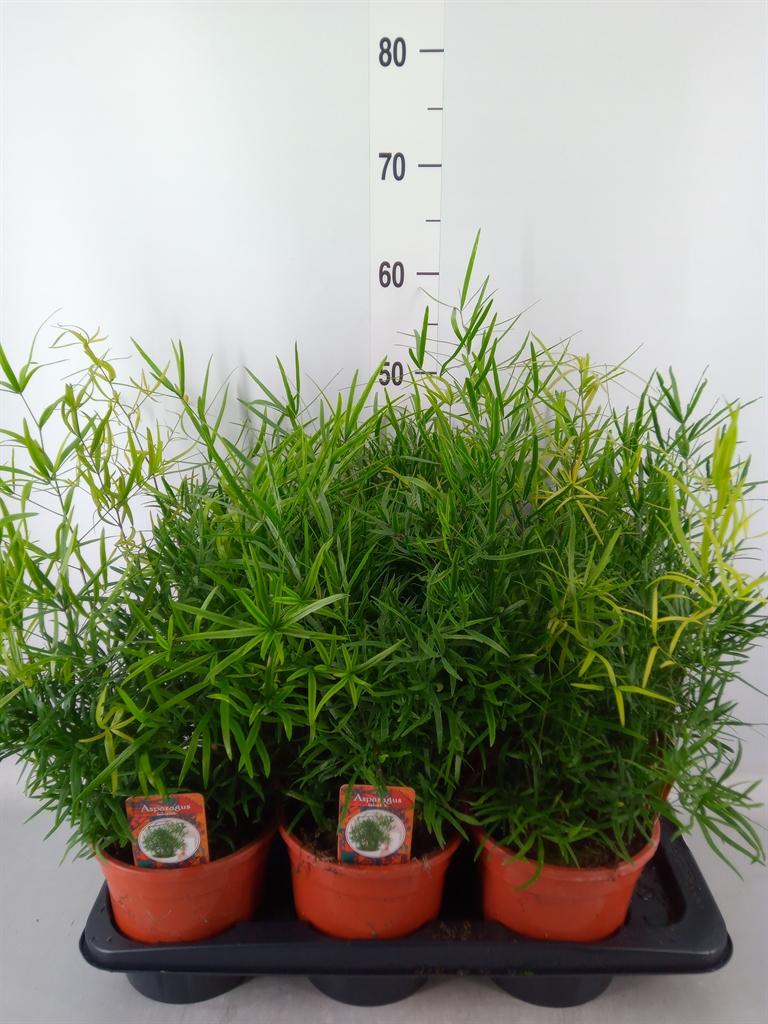 Горшечные цветы и растения оптом Asparagus Falcatus от 6шт из Голландии с доставкой по России