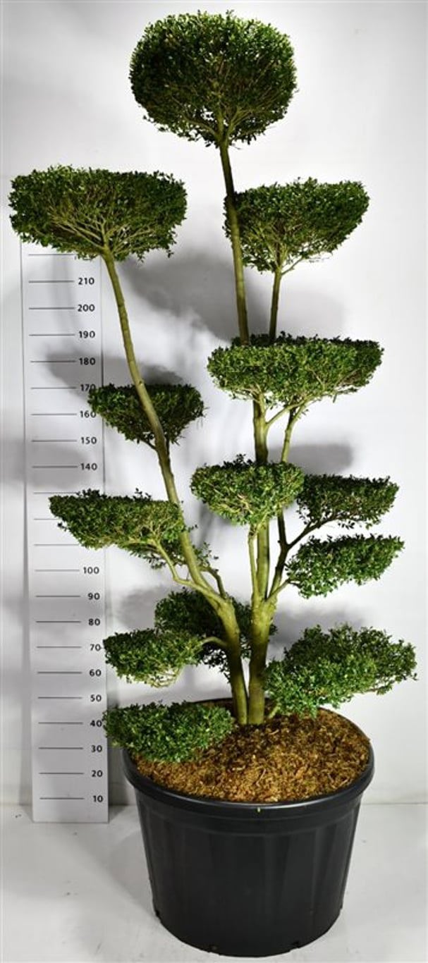 Горшечные цветы и растения оптом Ilex Crenata ellipta Convex от 1шт из Голландии с доставкой по России