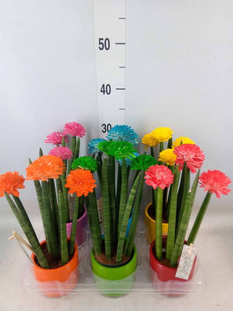 Горшечные цветы и растения оптом Sansevieria Cyl.  ... от 6шт (для телеги) из Голландии с доставкой по России