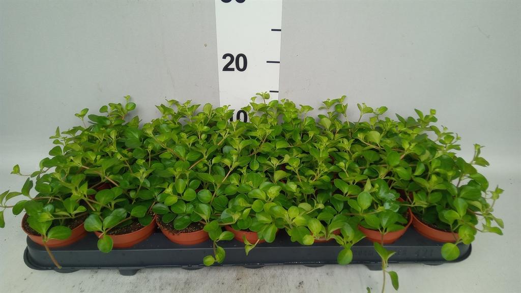 Горшечные цветы и растения оптом Peperomia Rotundifolia A от 21шт (для телеги) из Голландии с доставкой по России