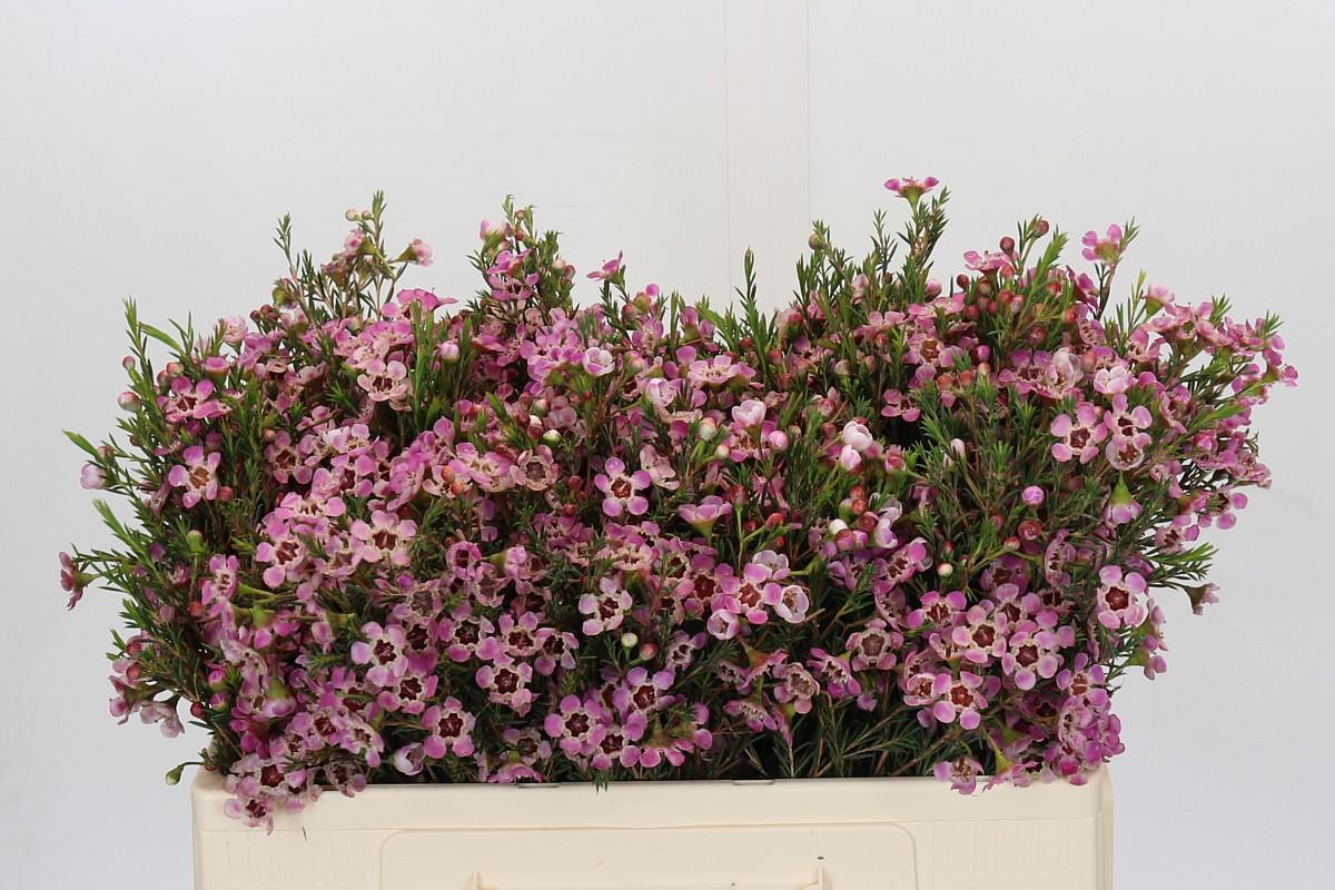 Срезанные цветы оптом Chamelaucium grand adi от 100шт из Голландии с доставкой по России