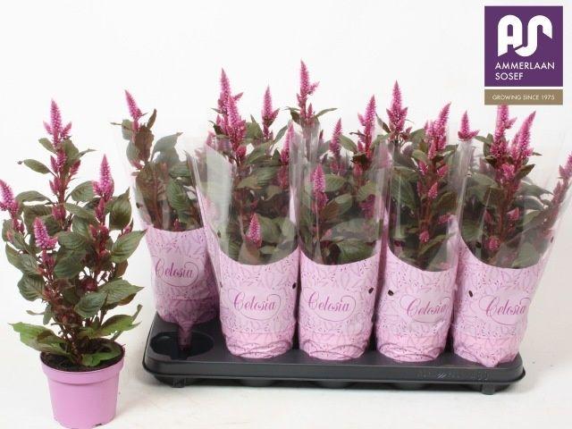 Горшечные цветы и растения оптом Cel Merida Pink от 10шт из Голландии с доставкой по России