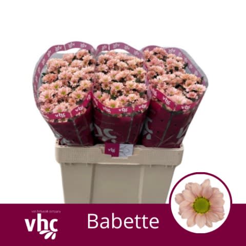 Срезанные цветы оптом Chrys sa babette от 75шт из Голландии с доставкой по России