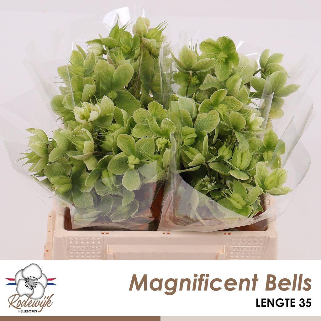 Срезанные цветы оптом Helleborus magnificent bells от 20шт из Голландии с доставкой по России