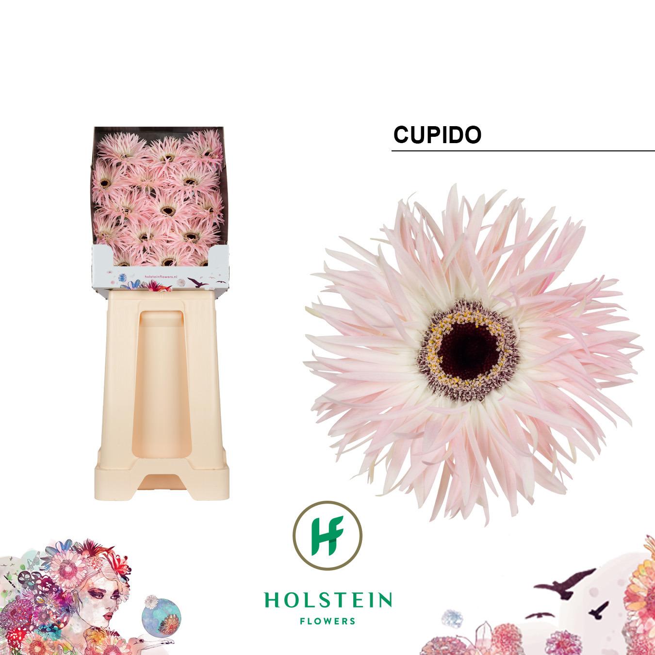Срезанные цветы оптом Gerbera diamond gerpasta cupido от 45шт из Голландии с доставкой по России