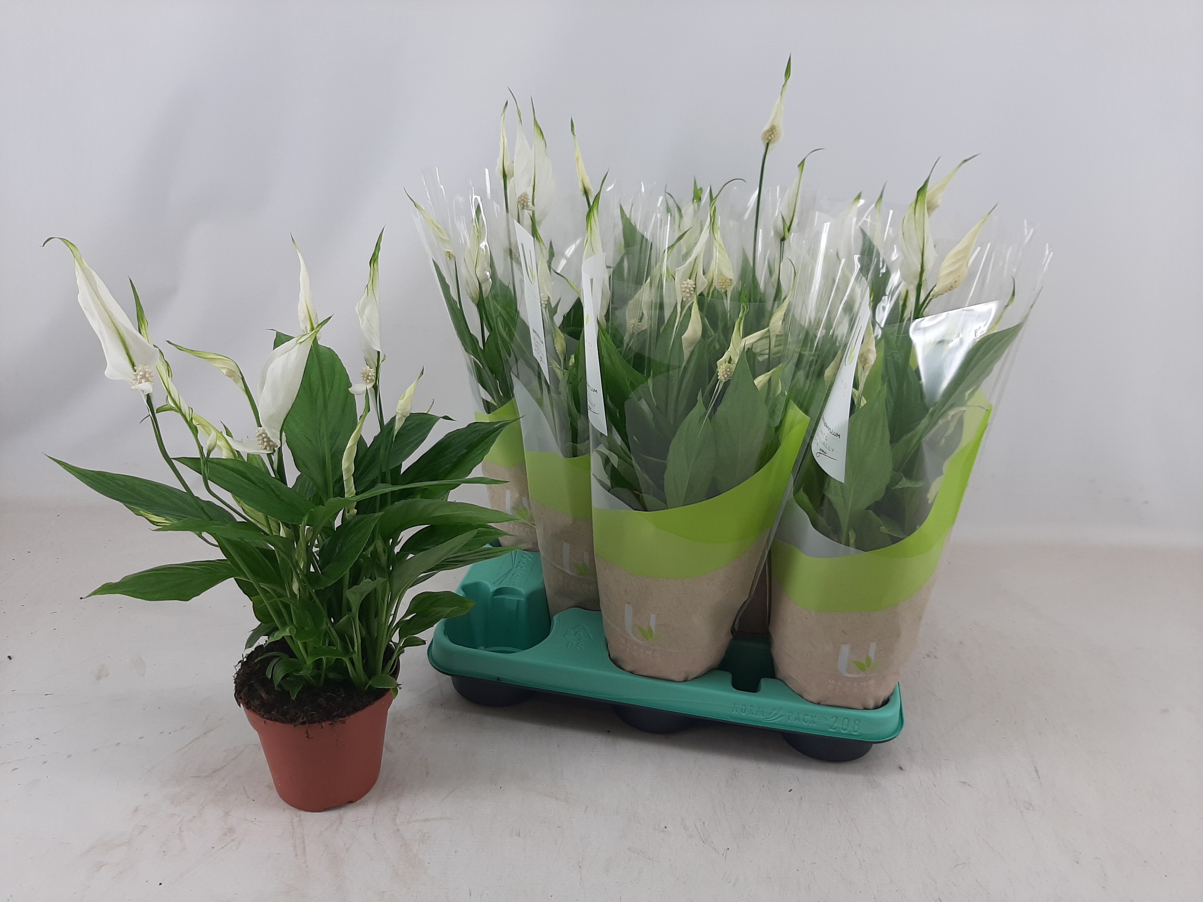 Горшечные цветы и растения оптом Spath Torelli от 8шт из Голландии с доставкой по России