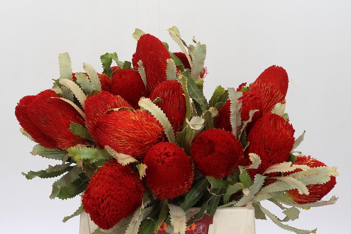 Срезанные цветы оптом Banksia large flower от 20шт из Голландии с доставкой по России