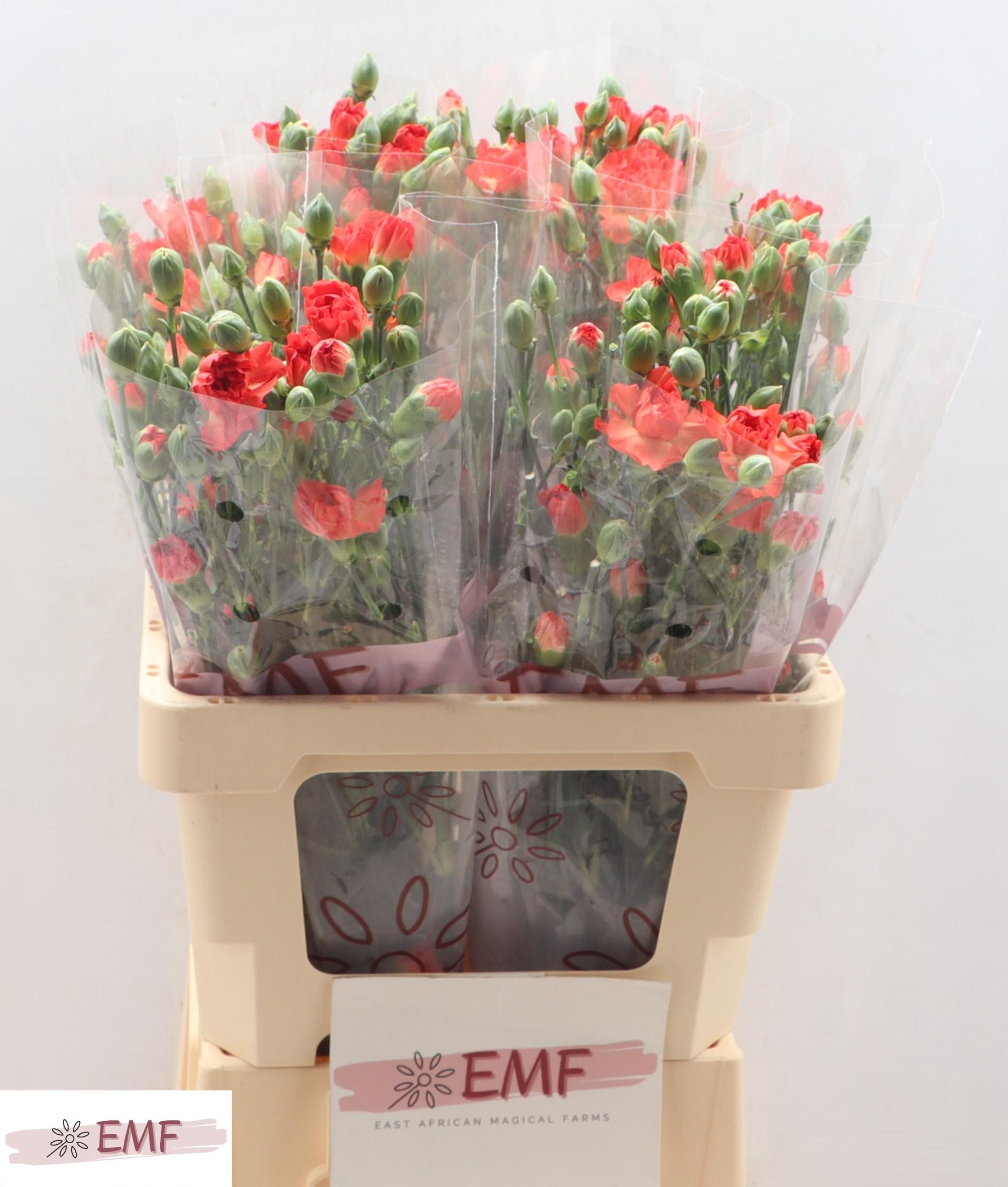 Срезанные цветы оптом Dianthus sp beta от 60шт из Голландии с доставкой по России