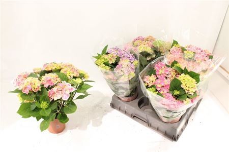Горшечные цветы и растения оптом Hydr M Sax Candy Hea 9-10 Bloemen+ от 5шт из Голландии с доставкой по России