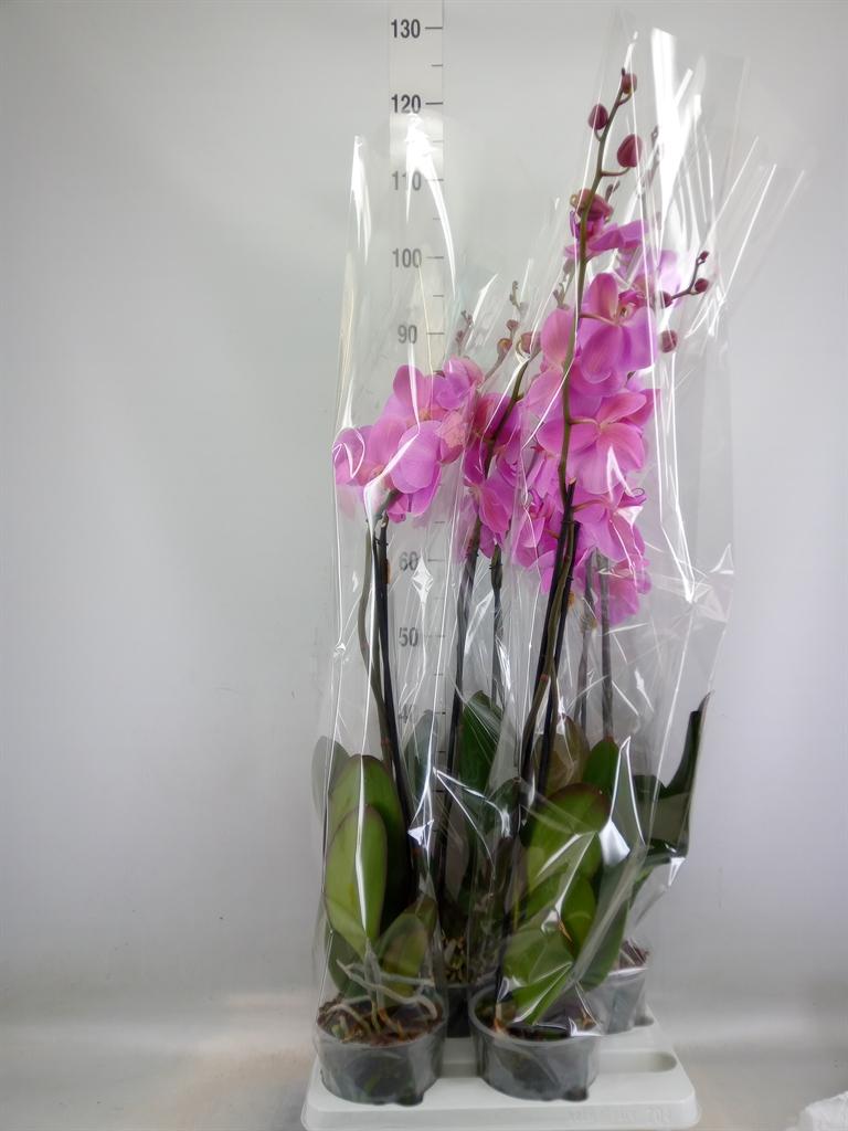 Горшечные цветы и растения оптом Phal 2st Pink 18+ (florious) от 4шт из Голландии с доставкой по России