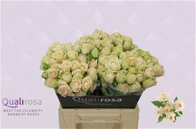 Срезанные цветы оптом Rosa sp super bubbles от 30шт из Голландии с доставкой по России