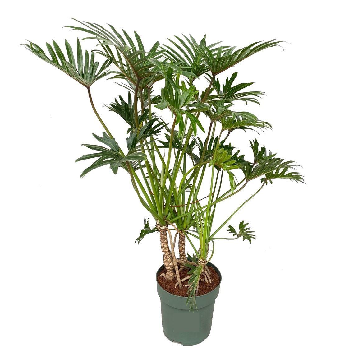Горшечные цветы и растения оптом Philodendron Xantal + Watermeter от 1шт из Голландии с доставкой по России