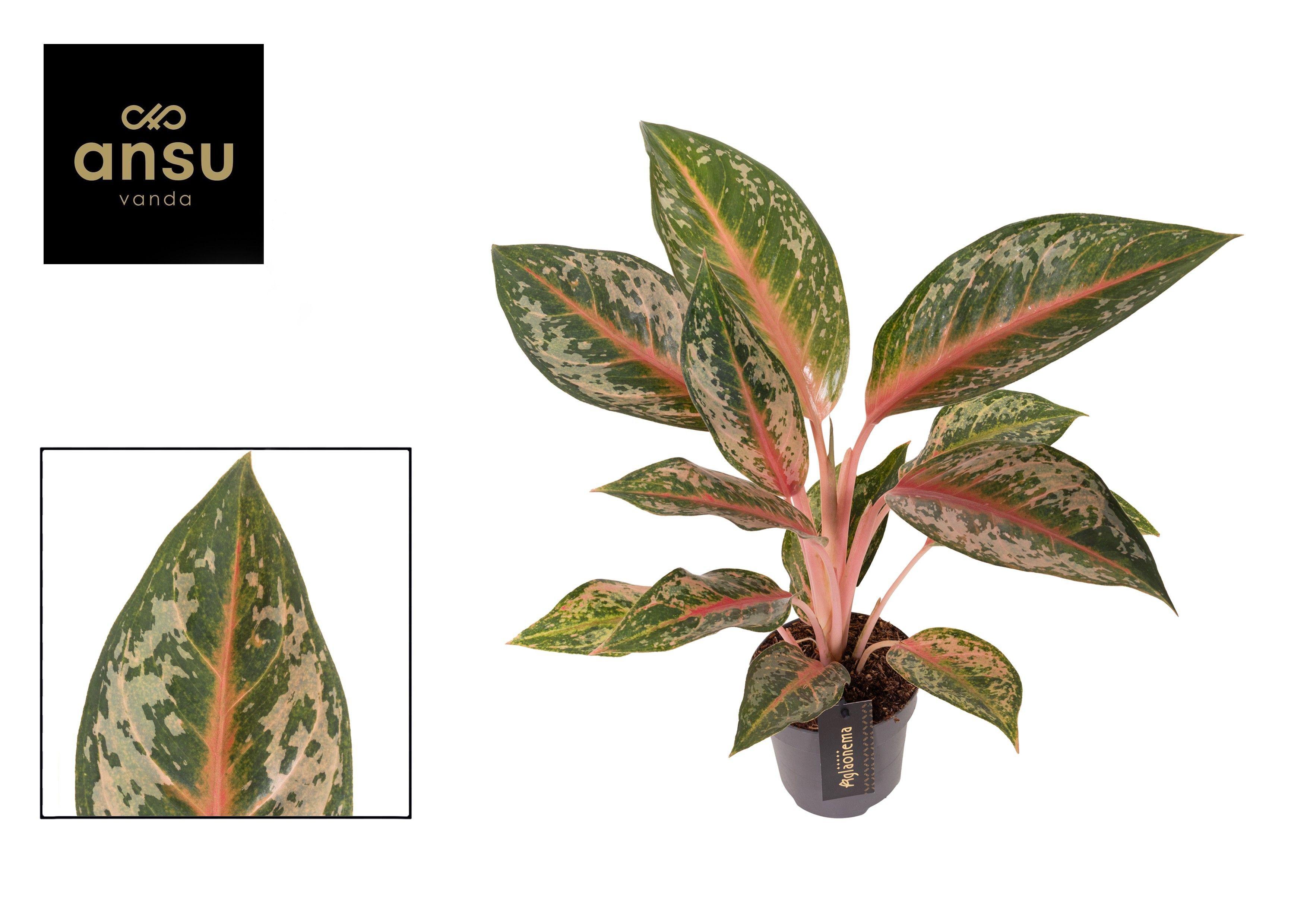Горшечные цветы и растения оптом Aglaonema Pumpkin Green от 6шт из Голландии с доставкой по России