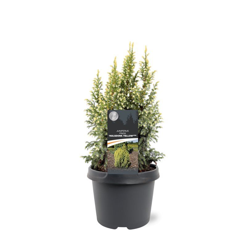 Горшечные цветы и растения оптом Juniperus Pingii Hulsdonk Yellow от 1шт из Голландии с доставкой по России