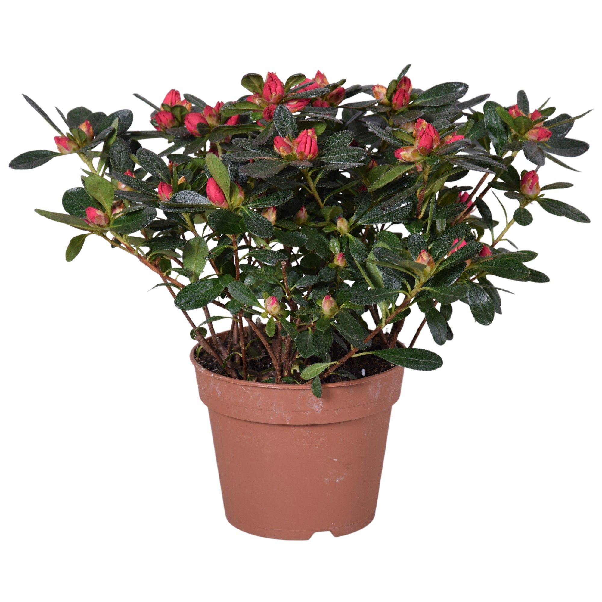 Горшечные цветы и растения оптом Azalea Scherrer Red от 8шт из Голландии с доставкой по России