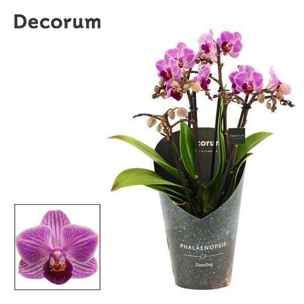Горшечные цветы и растения оптом Phal Dazzling Dreamer 3-4st (decorum) от 6шт из Голландии с доставкой по России