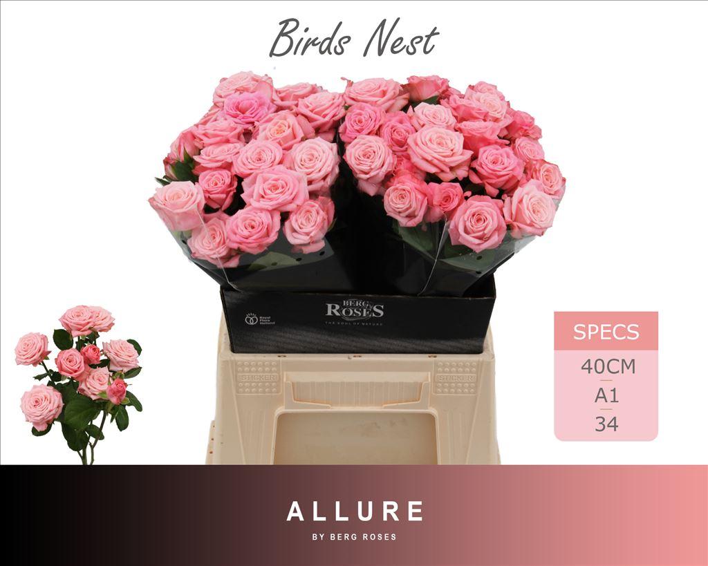 Срезанные цветы оптом Rosa spray birds nest+ A от 40шт из Голландии с доставкой по России