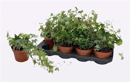 Горшечные цветы и растения оптом Hedera Helix Gemengd от 8шт из Голландии с доставкой по России