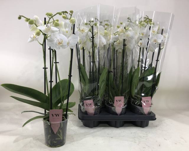 Горшечные цветы и растения оптом Phal An Inverness от 6шт из Голландии с доставкой по России