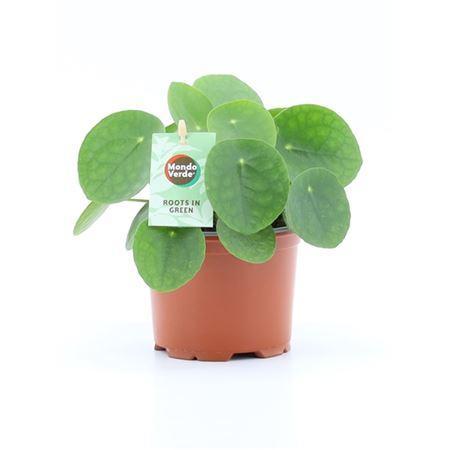 Горшечные цветы и растения оптом Pilea Peperomioides от 8шт из Голландии с доставкой по России