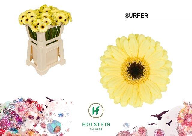 Срезанные цветы оптом Germini surfer от 80шт из Голландии с доставкой по России