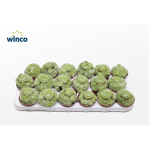 Горшечные цветы и растения оптом Sempervivum Arachnoidum (group) от 18шт (для телеги) из Голландии с доставкой по России