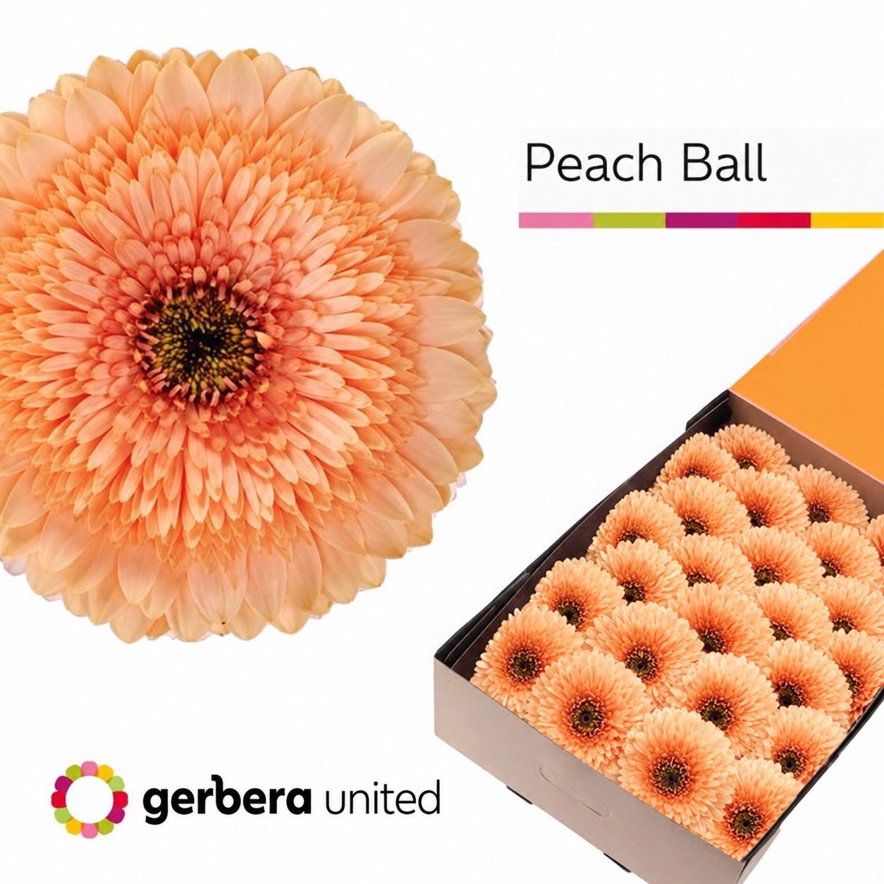 Срезанные цветы оптом Gerbera pomponi peach ball от 50шт из Голландии с доставкой по России