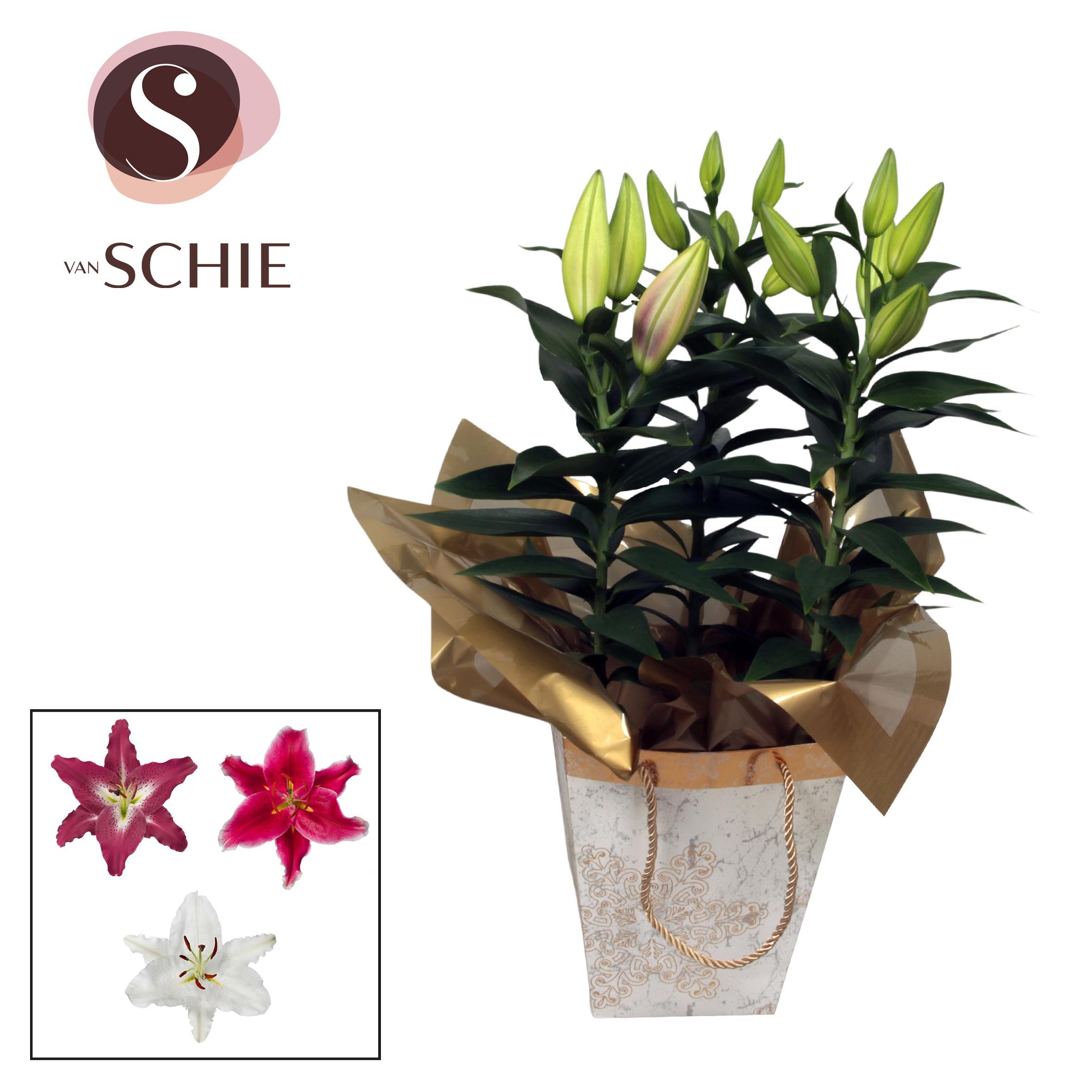 Горшечные цветы и растения оптом Lilium Or Mix 5pp Bag X-mas от 4шт из Голландии с доставкой по России