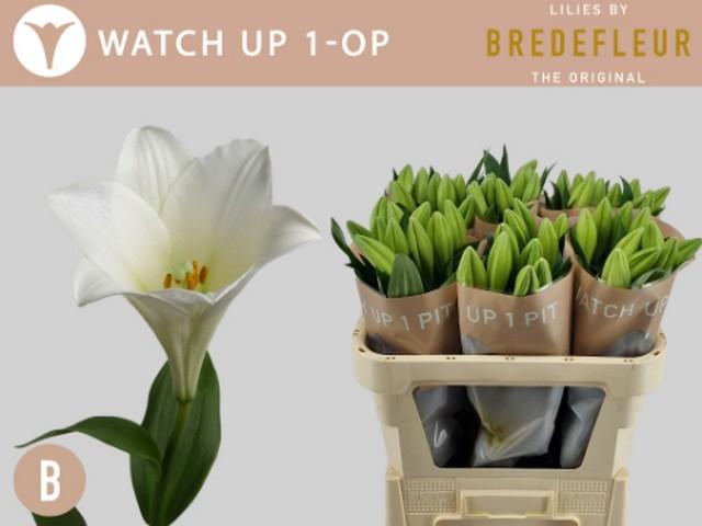 Срезанные цветы оптом Lilium lo watch up от 60шт из Голландии с доставкой по России