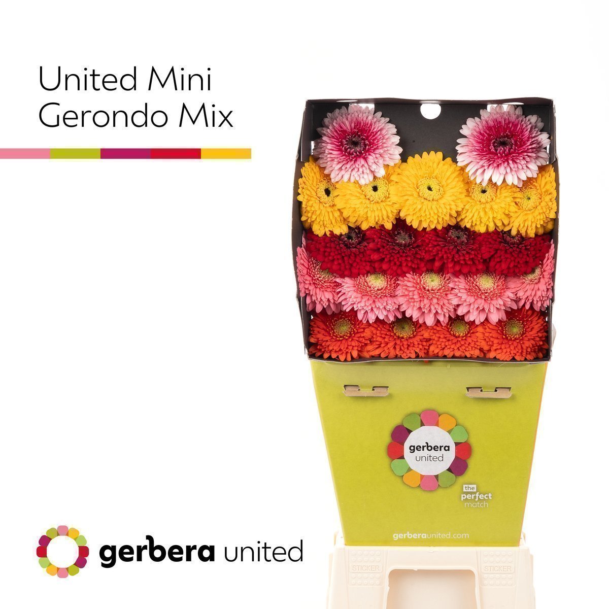 Срезанные цветы оптом Germini diamond gerponi mix от 80шт из Голландии с доставкой по России