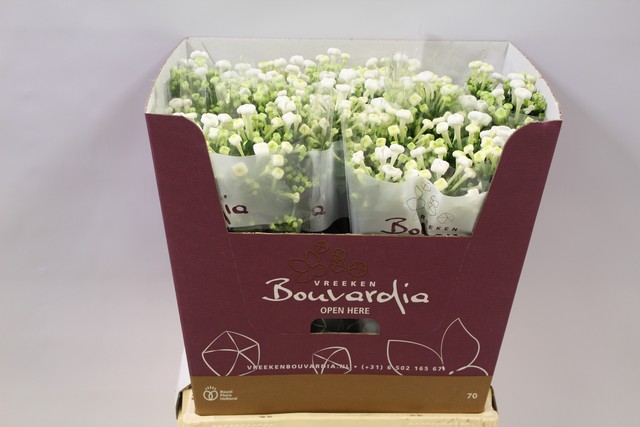 Срезанные цветы оптом Bouvardia si white sensation от 80шт из Голландии с доставкой по России